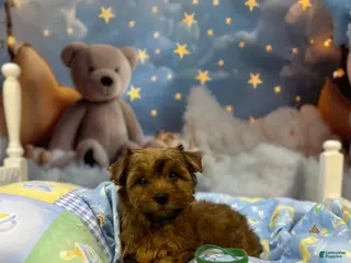 Yorkshire Terrier dogs Remi's Little Green - Ad 9