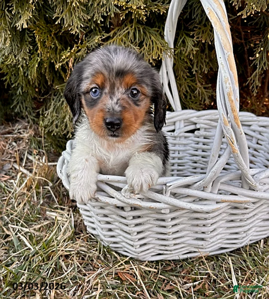 Dachshund dogs for sale: Coconut - Ad 3