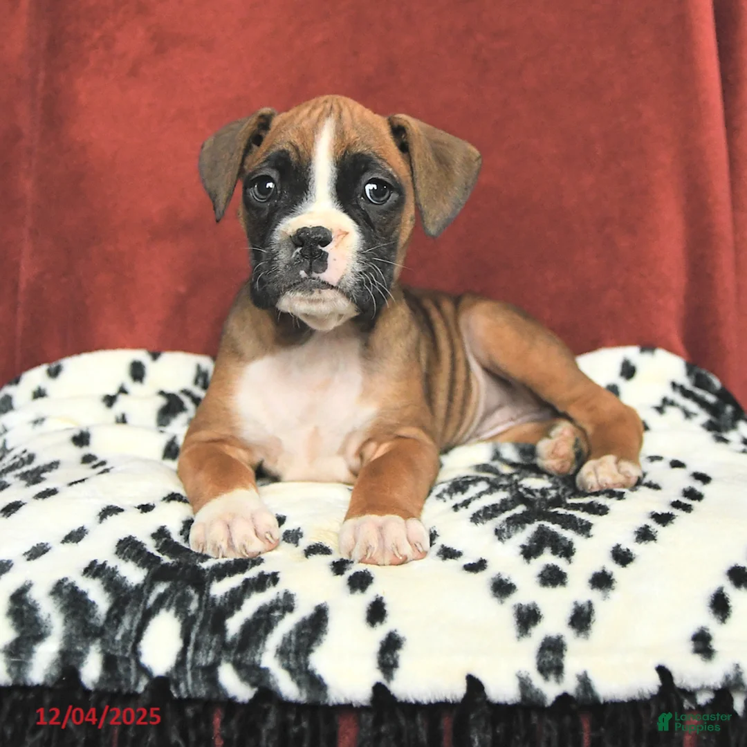 Boxer dogs for sale: Sugarplum - Ad 2