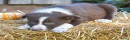Border Collie dogs for sale: Tucker - Ad 5