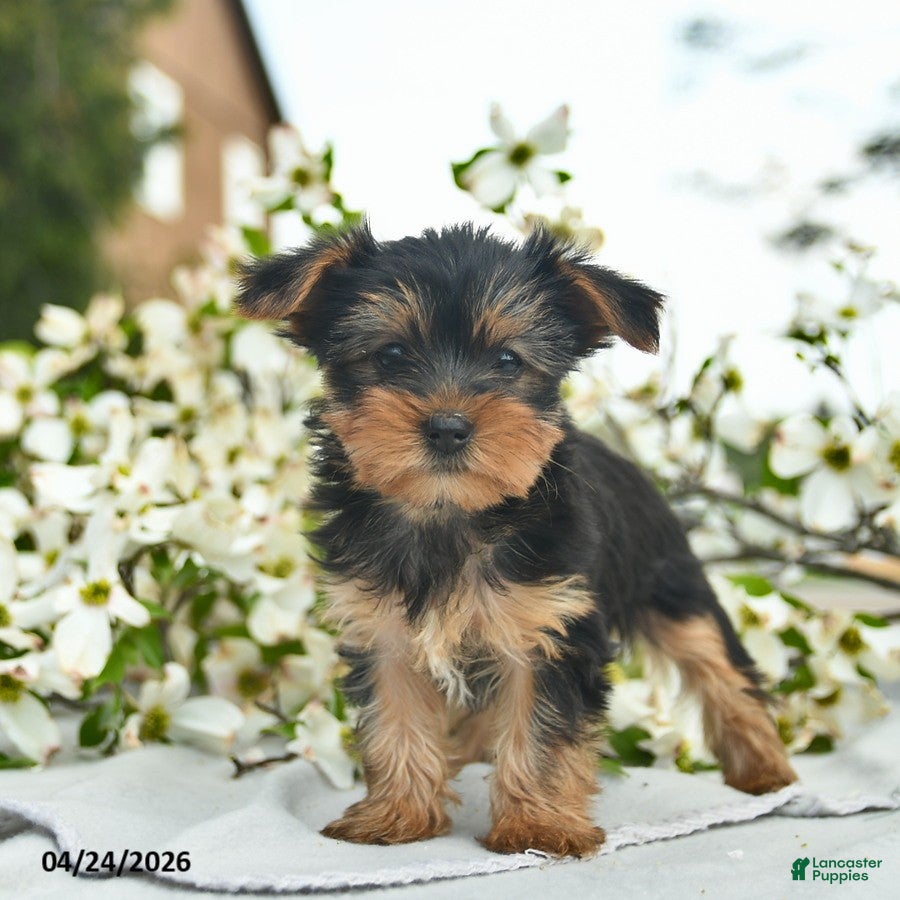 Yorkshire Terrier dogs Magnolia  - Ad 2