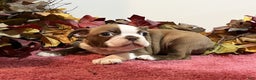 Boston Terrier dogs for sale: Duke - Ad 3
