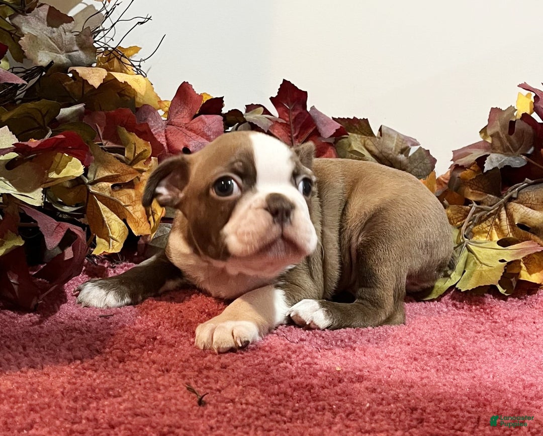Boston Terrier dogs for sale: Duke - Ad 3