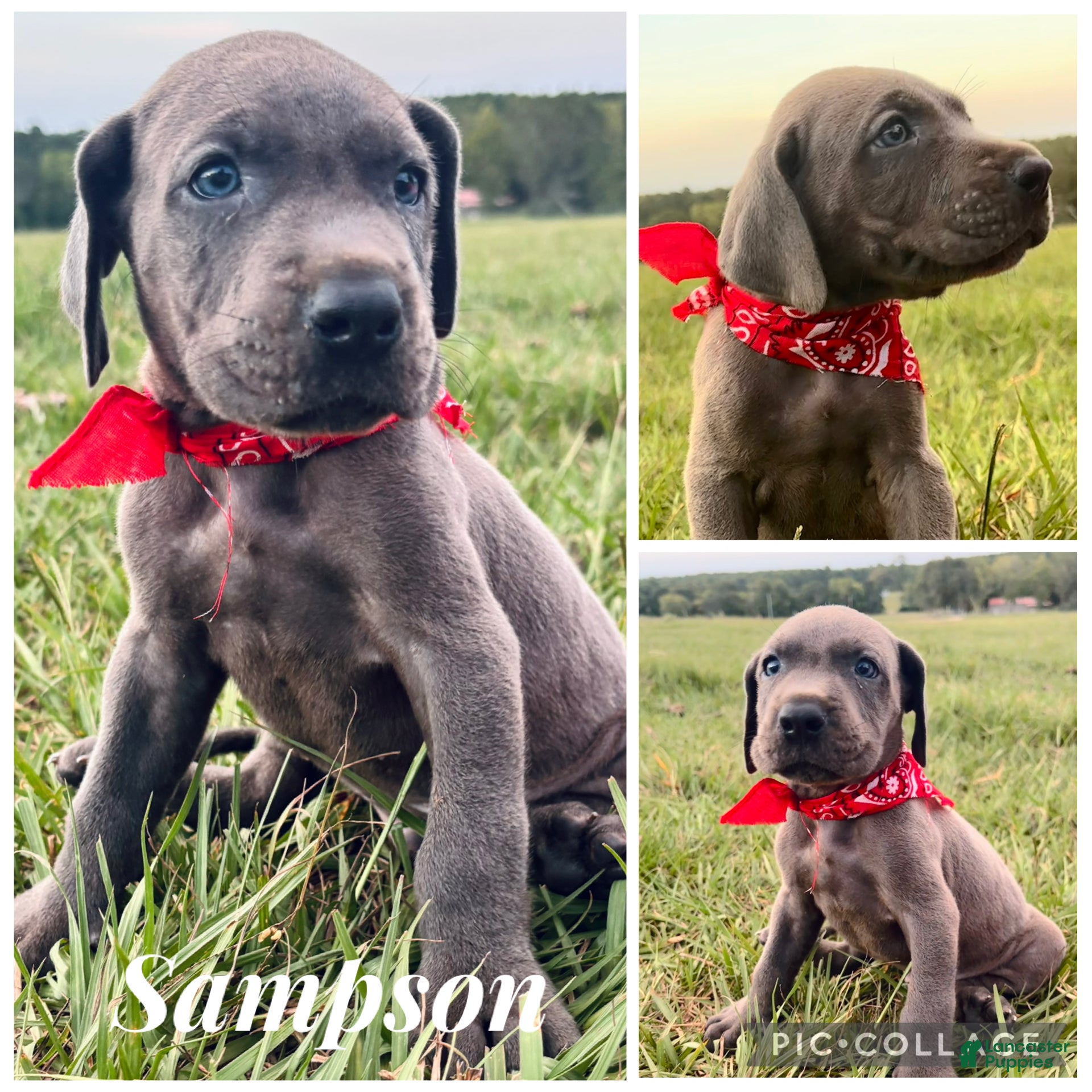 Great Dane dogs Euro Sampson  - Ad 2