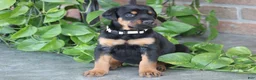 Doberman Pinscher dogs for sale: Cali - Ad 6