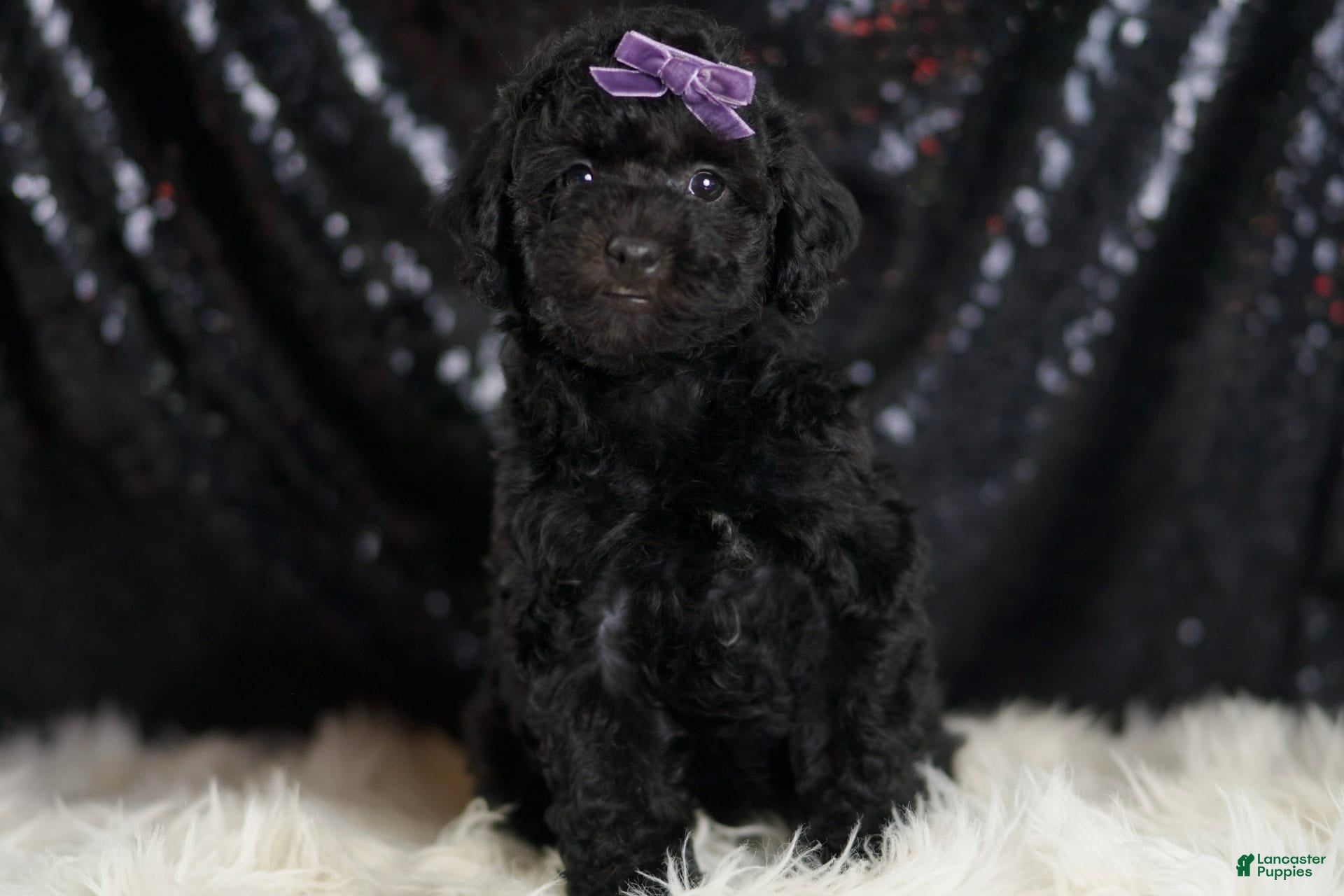 Mini Goldendoodle dogs Smiles - Ad 2