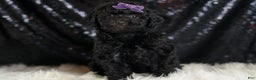 Mini Goldendoodle dogs for sale: Smiles - Ad 2
