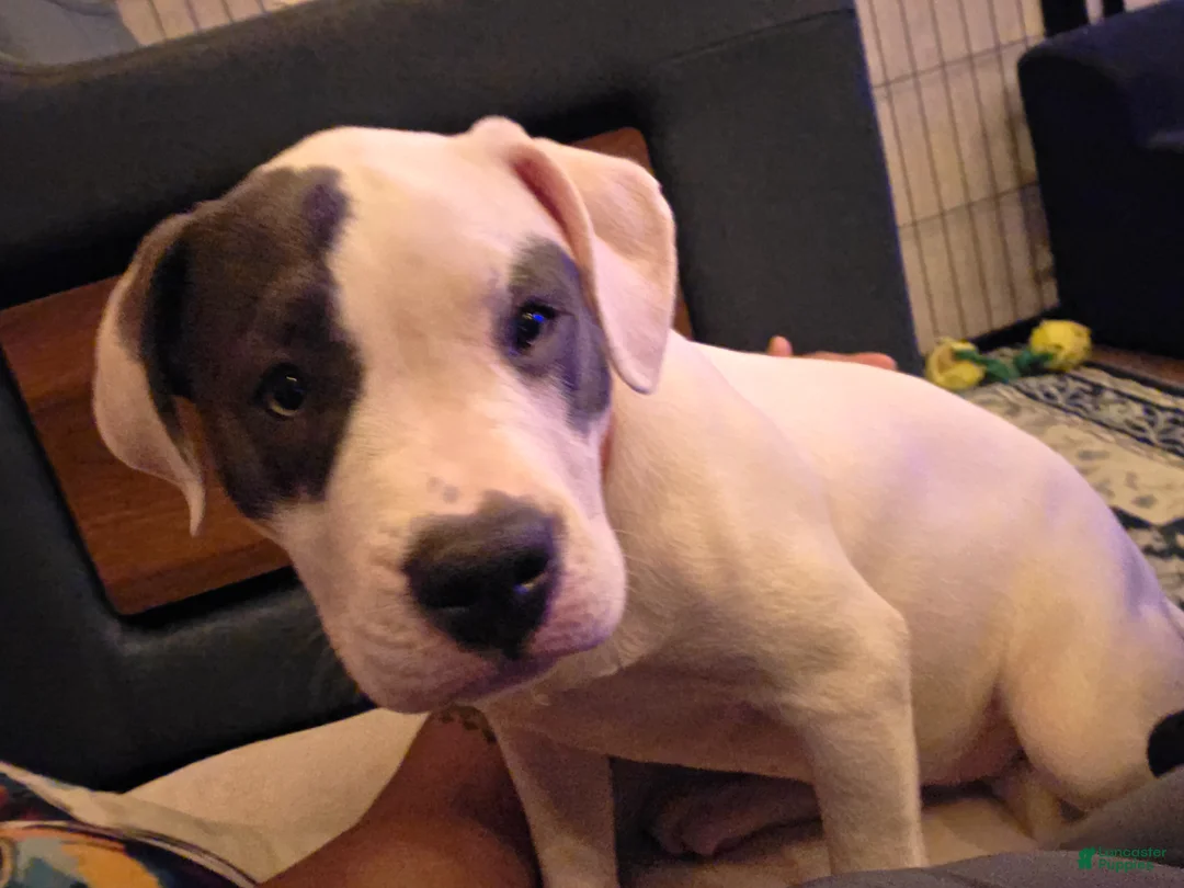 American Bully dogs for sale: Kiara - Ad 2
