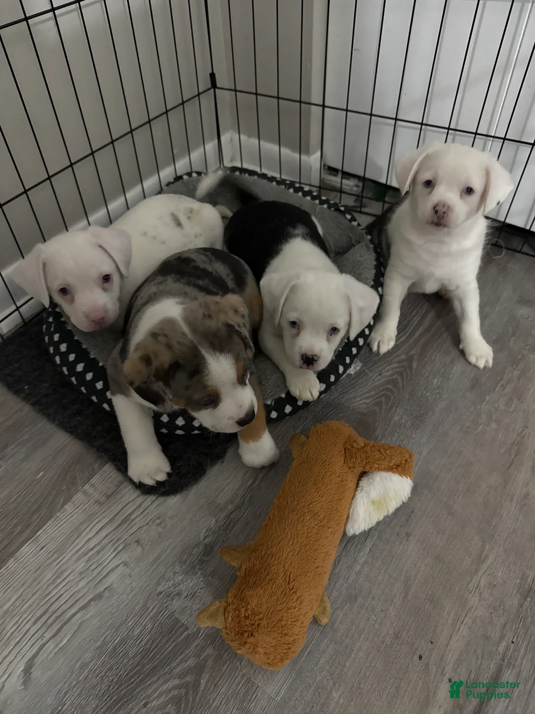 Mixed Breed dogs for sale: Oreo - Ad 3