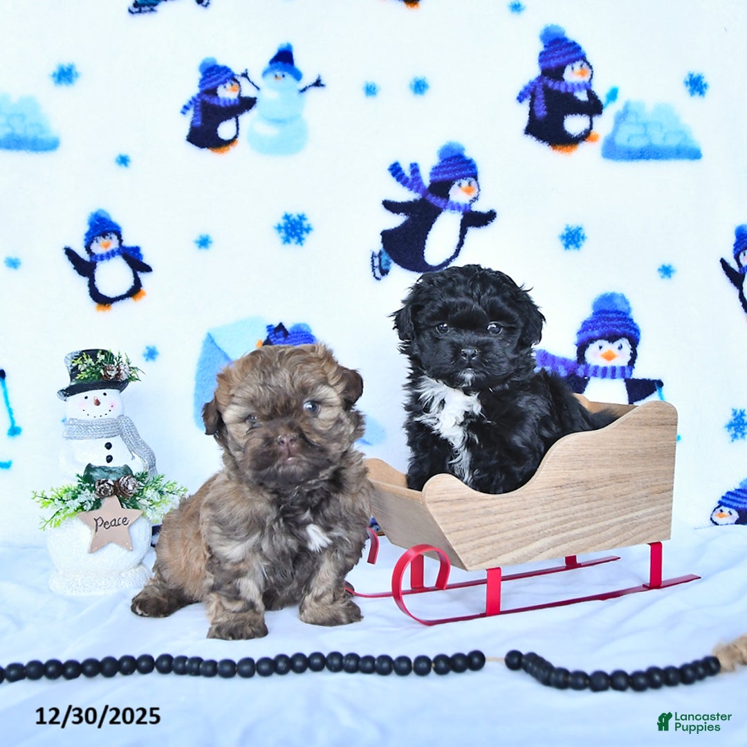 Shihpoo dogs for sale: Hazel - Ad 5