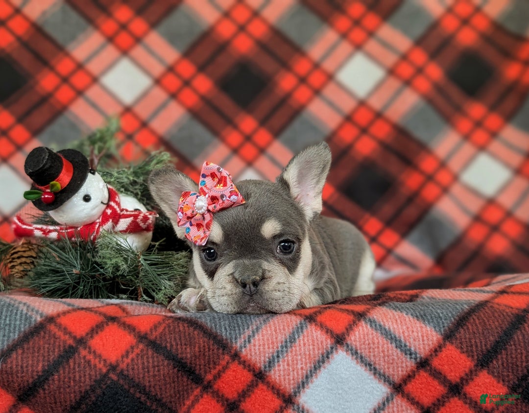 French Bulldog dogs for sale: Corrine - Ad 5