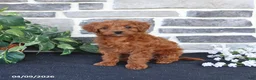 Cavapoo dogs for sale: Lacey - Ad 3