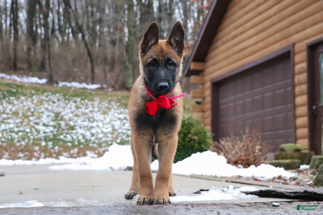 Belgian Malinois dogs for sale: Angel - Ad 2