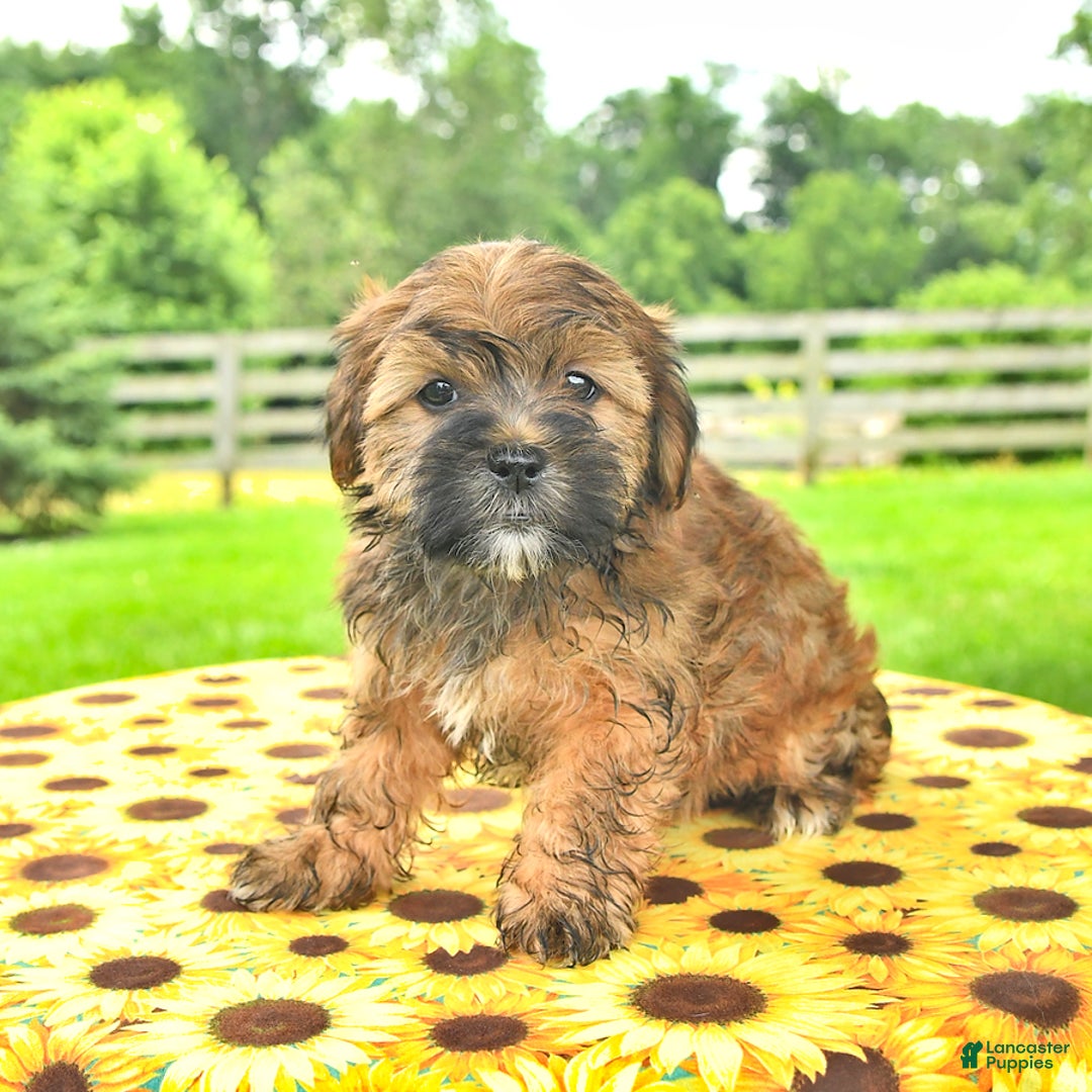 Shorkie dogs for sale: Earl - Ad 2