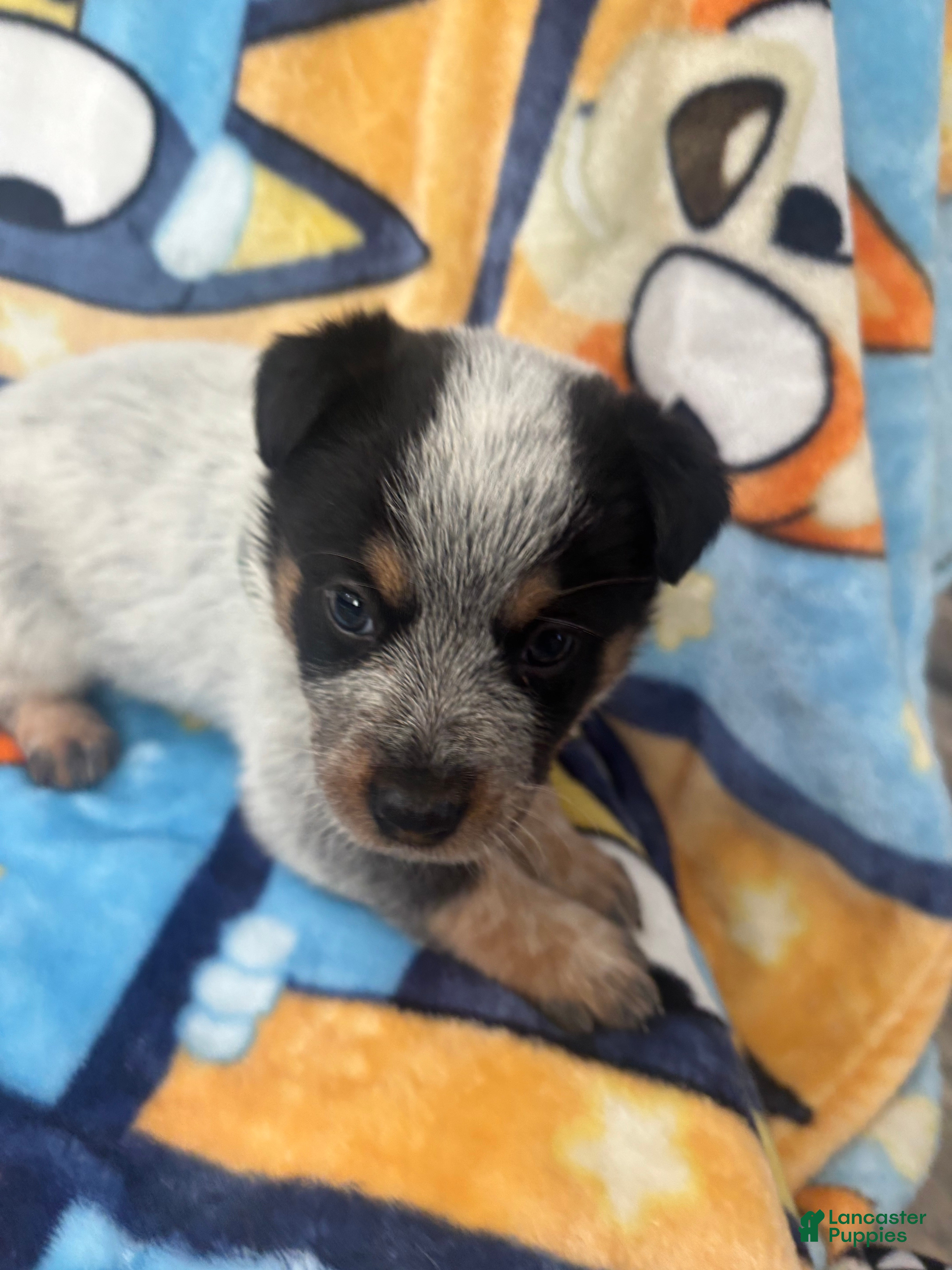Australian Cattle Dog dogs Australian Cattle Dog Puppy 8 - Ad 1