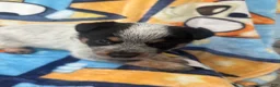 Australian Cattle Dog dogs for sale: Australian Cattle Dog Puppy 8 - Ad 1