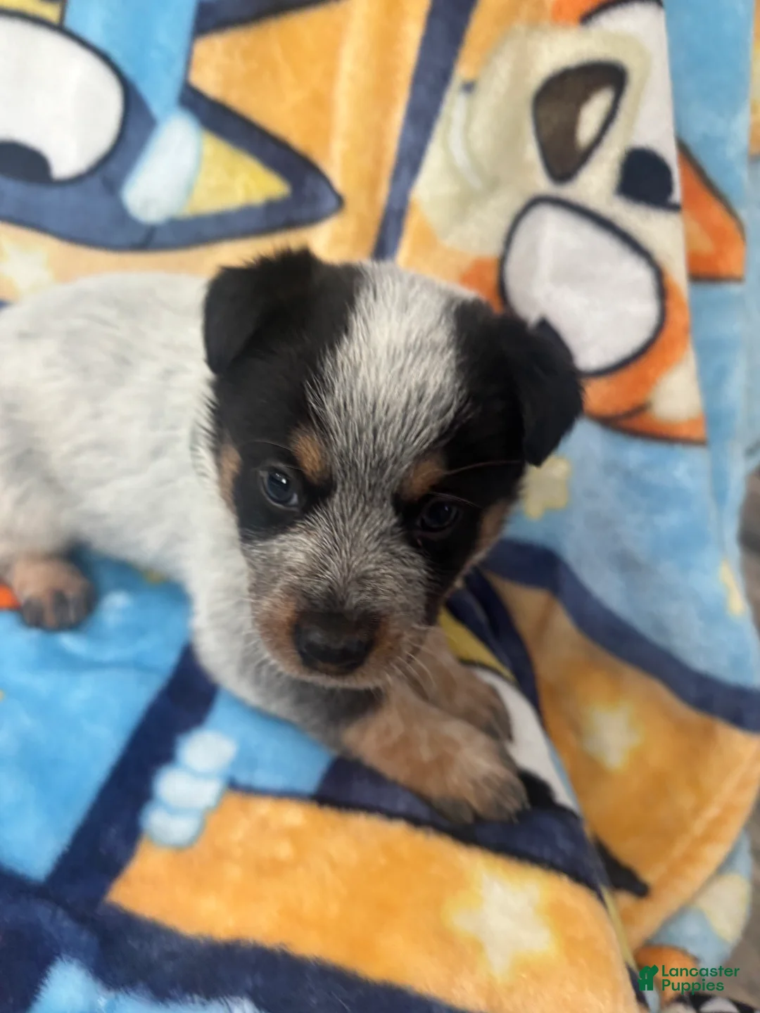 Australian Cattle Dog dogs for sale: Australian Cattle Dog Puppy 8 - Ad 1