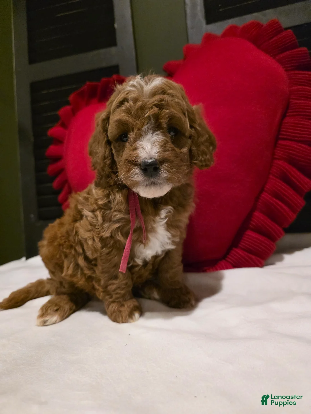Mini Bernedoodle dogs for sale: Colby  - Ad 10