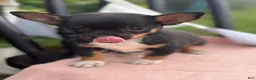 Chihuahua dogs for sale: Lacey - Ad 6