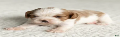 Snickers Cavalier King Charles Spaniel 