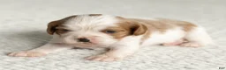 Cavalier King Charles Spaniel dogs for sale: Snickers Cavalier King Charles Spaniel  - Ad 1