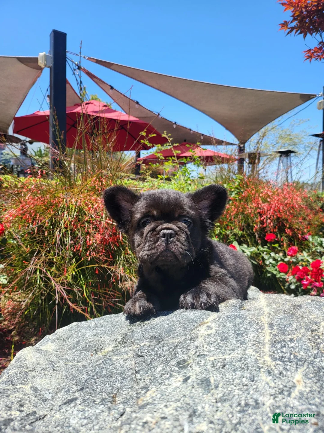 French Bulldog dogs for sale: Chip - Ad 14