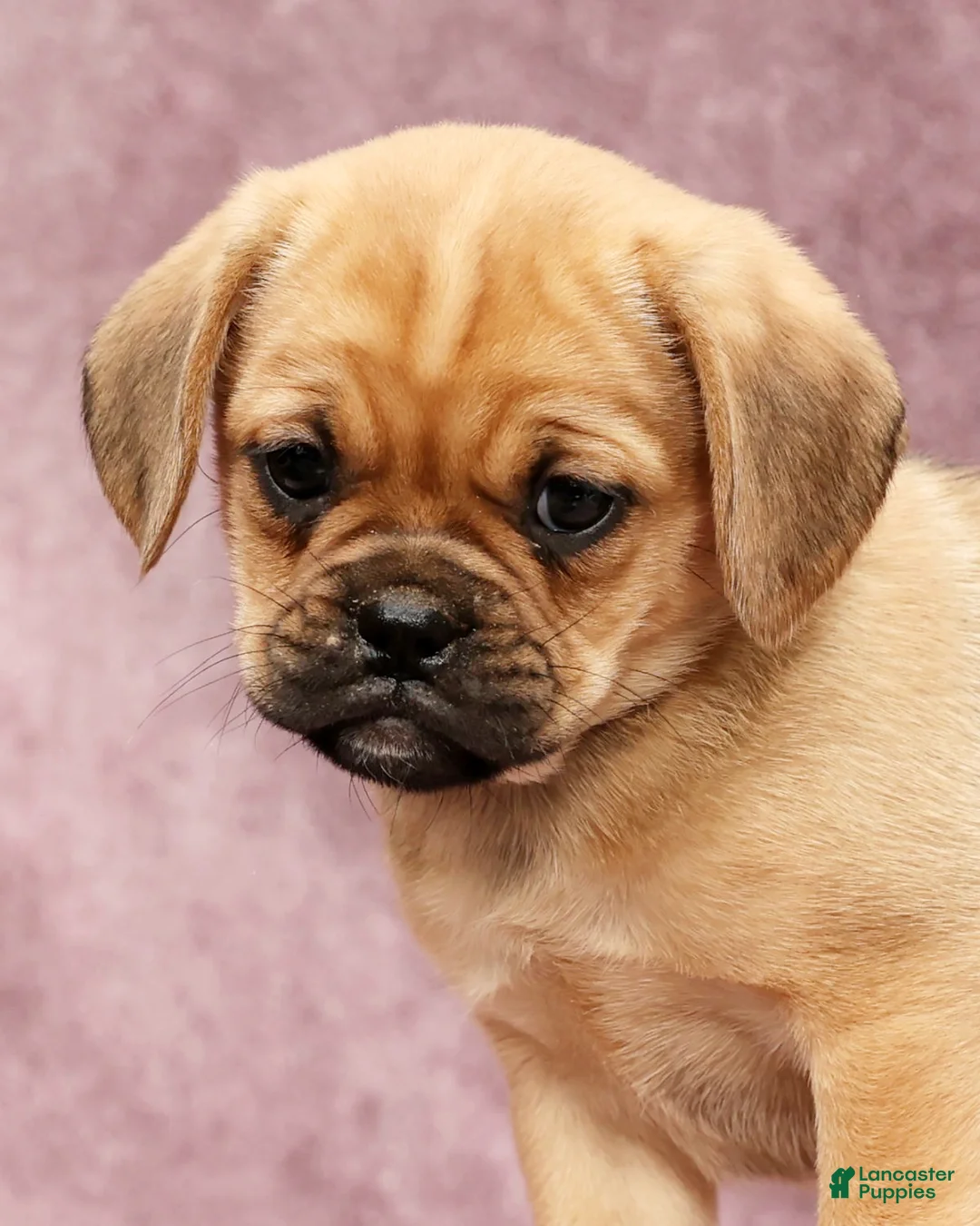 Puggle dogs for sale: Paula - Ad 9