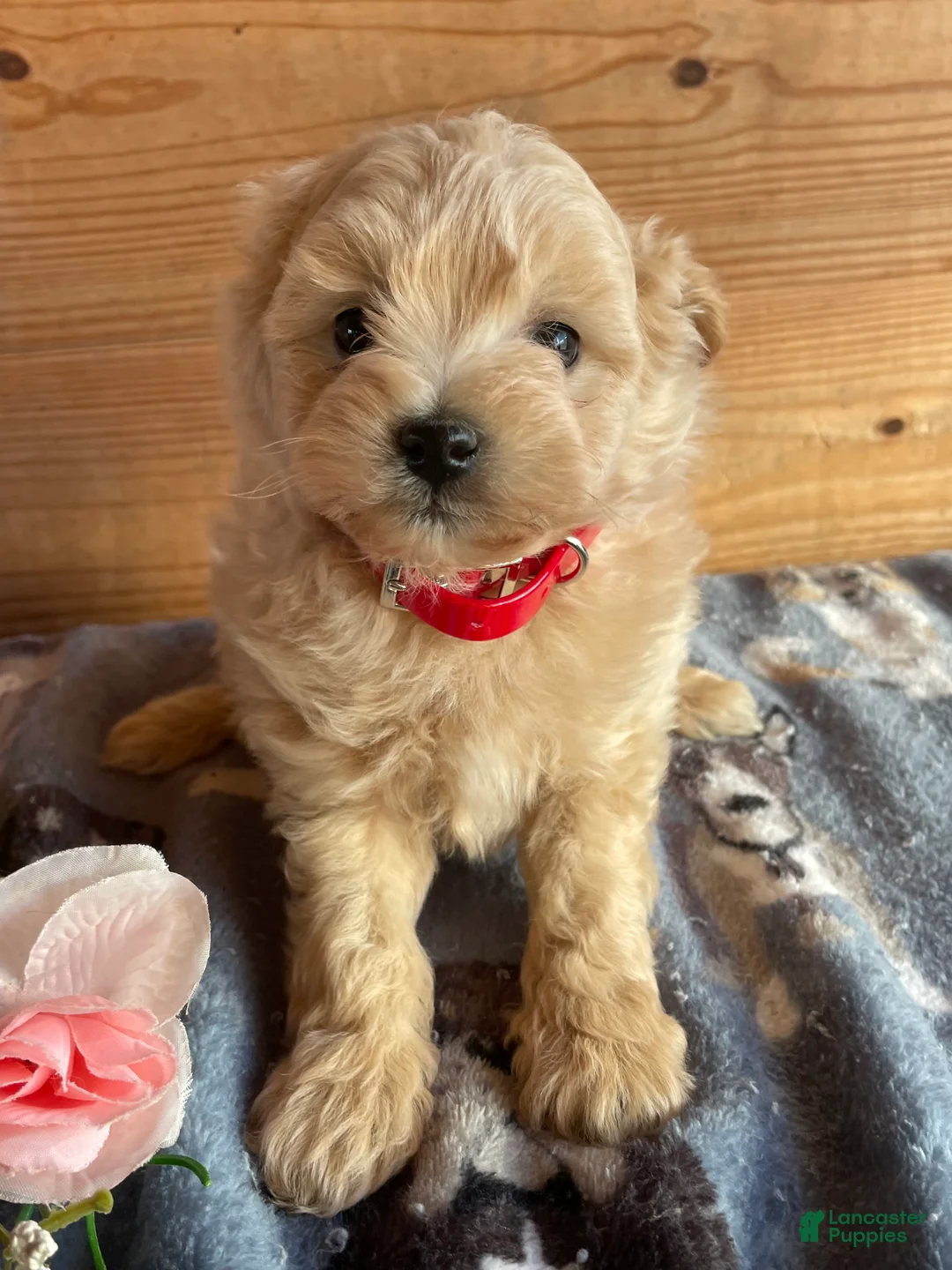 Pomapoo dogs for sale: Max - Ad 4