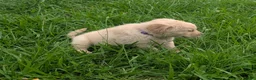 Golden Retriever dogs for sale: Leo - Ad 4