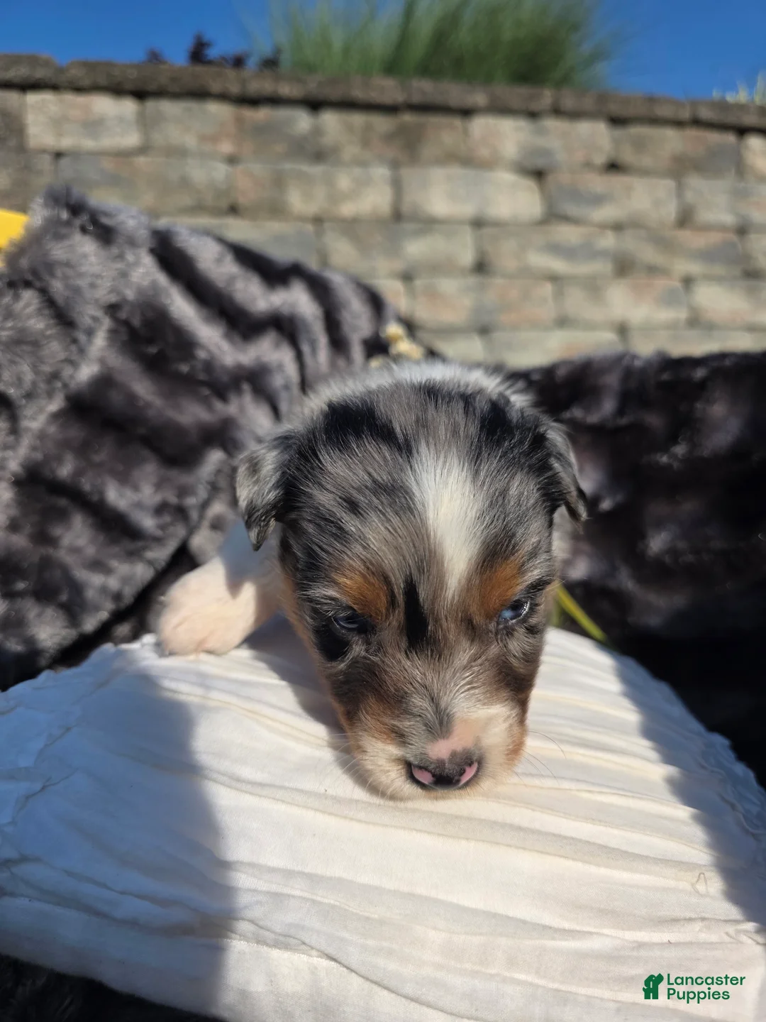Australian Shepherd dogs for sale: Cody - Ad 8