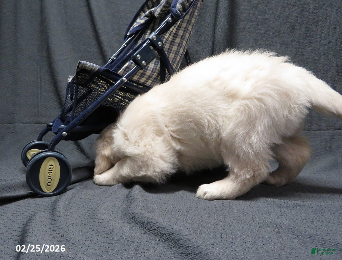 Golden Retriever dogs Bitsie - Ad 2