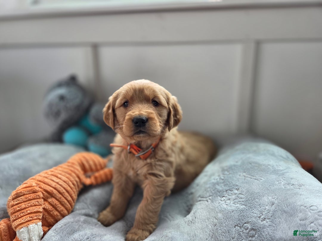 Golden Retriever dogs for sale: Shelby - AKC  - Ad 2