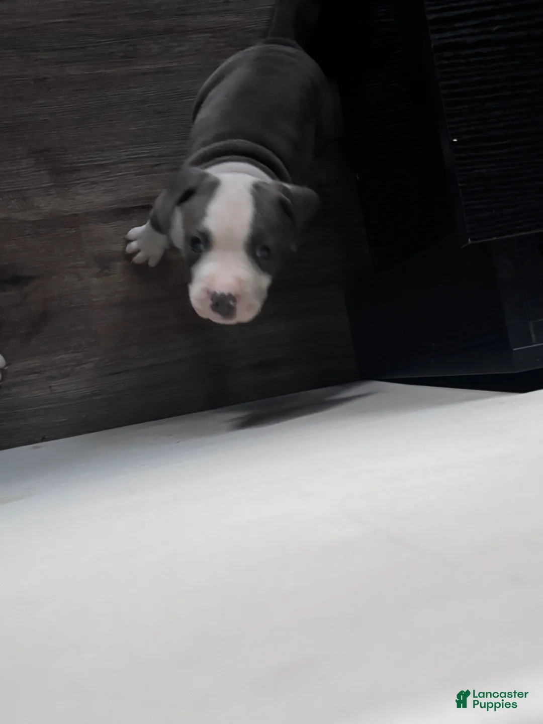 Mixed Breed dogs for sale: Mixed Breed 1 - Ad 2