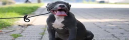 American Bully dogs for sale: Venus - Ad 16
