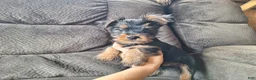 Yorkshire Terrier dogs for sale: Stetson - Ad 3