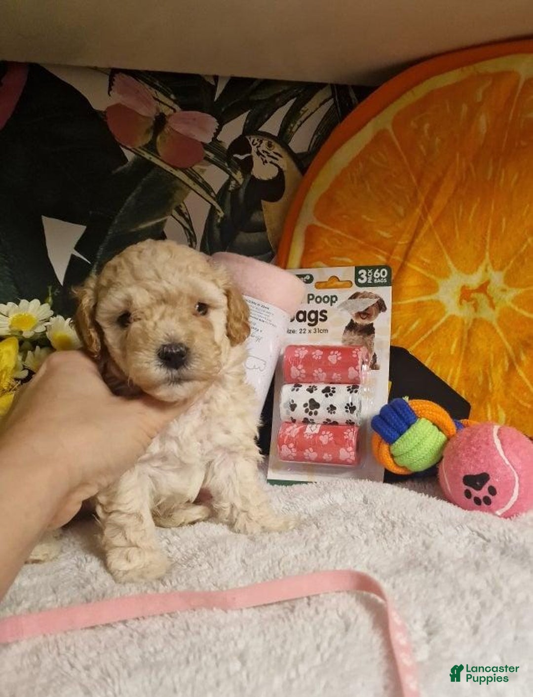 Maltipoo dogs for sale: Billy - Ad 3