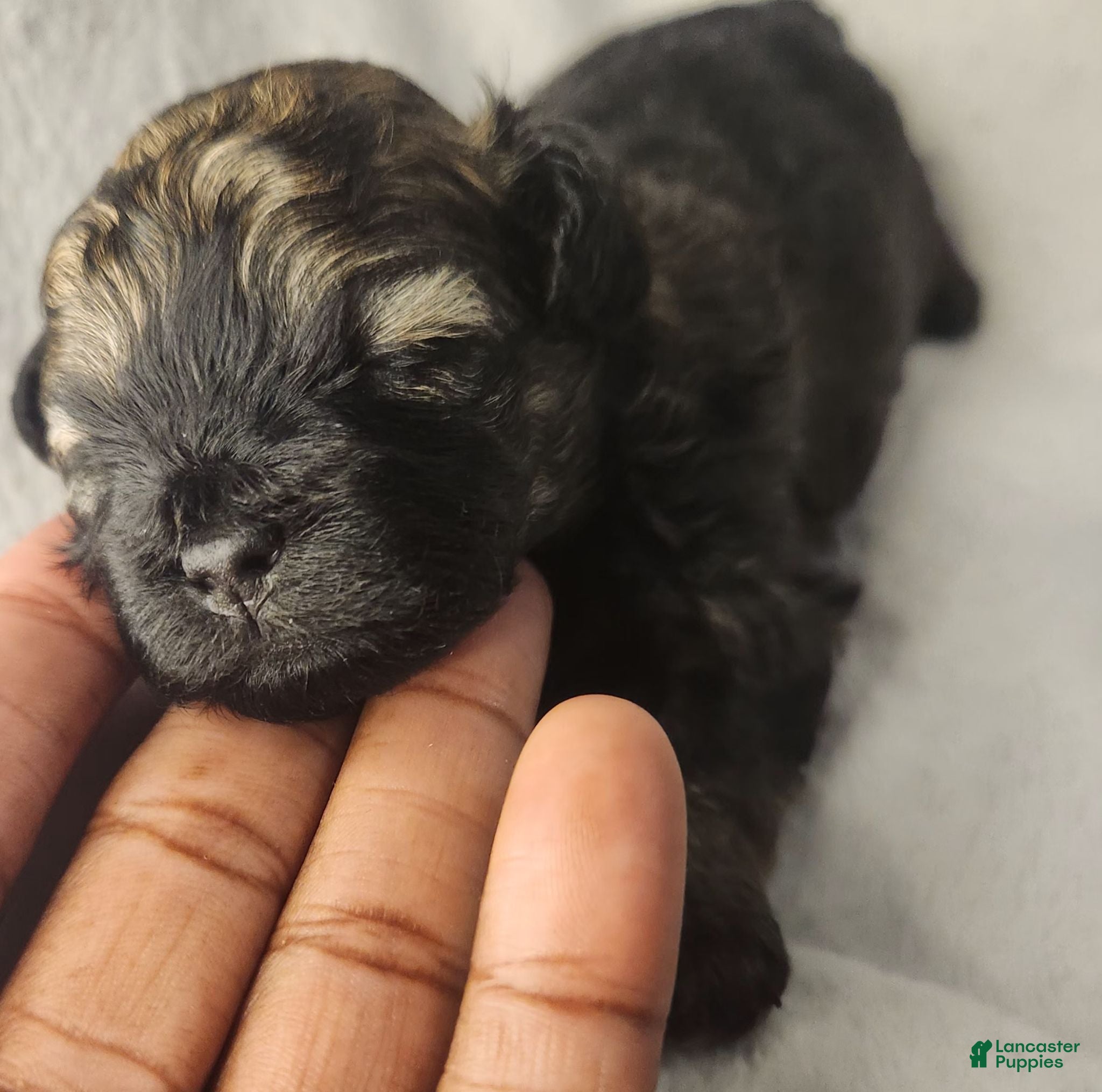 Shihpoo dogs Shihpoo 4 - Ad 7