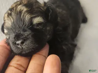 Shihpoo dogs Shihpoo 4 - Ad 7