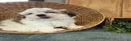 Teddy Bear dogs for sale: Fluffie - Ad 13