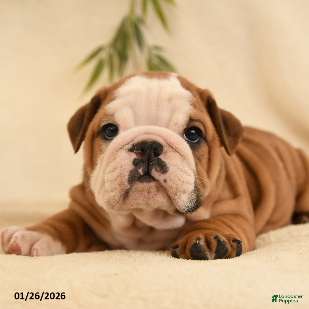 English Bulldog dogs for sale: Bruno - Ad 3