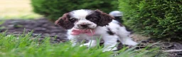 Cocker Spaniel dogs for sale: Byrdie - Ad 7