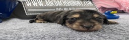 Miniature Dachshund dogs for sale: Black and cream dapple - South african - Ad 3