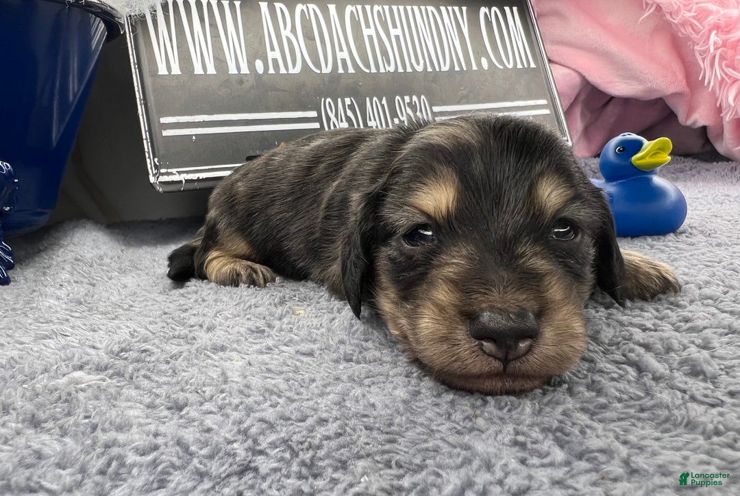 Miniature Dachshund dogs for sale: Black and cream dapple - South african - Ad 3