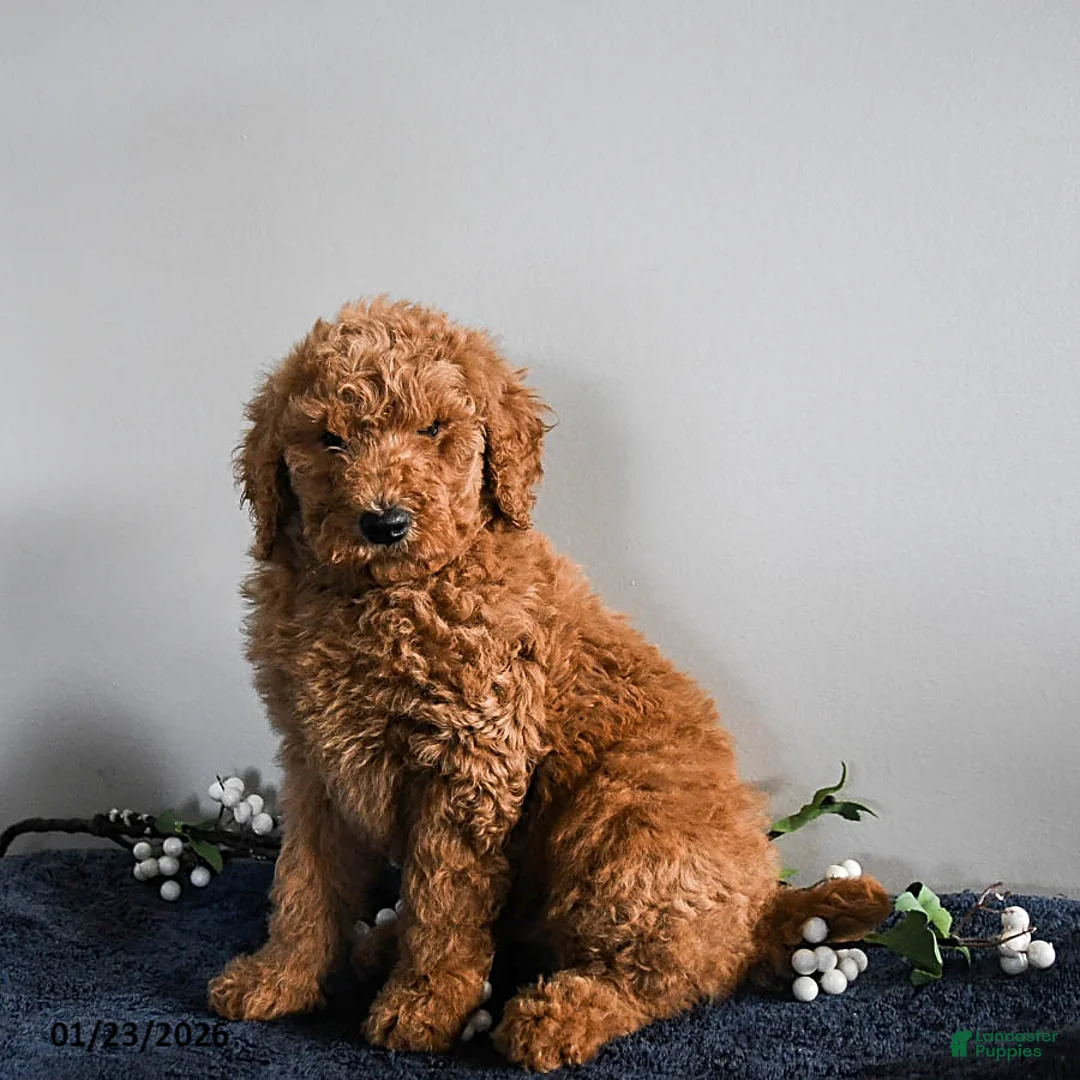 Standard Poodle dogs for sale: Vince - Ad 3