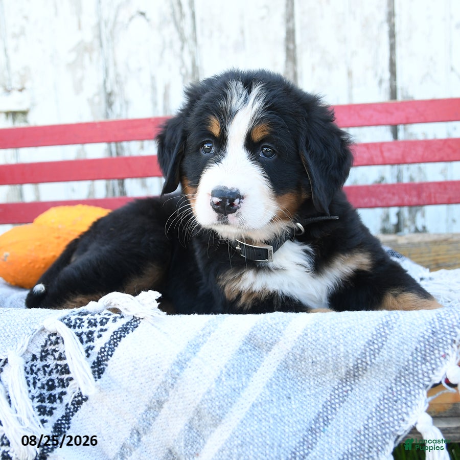 Bernese Mountain Dog dogs Amber - Ad 2