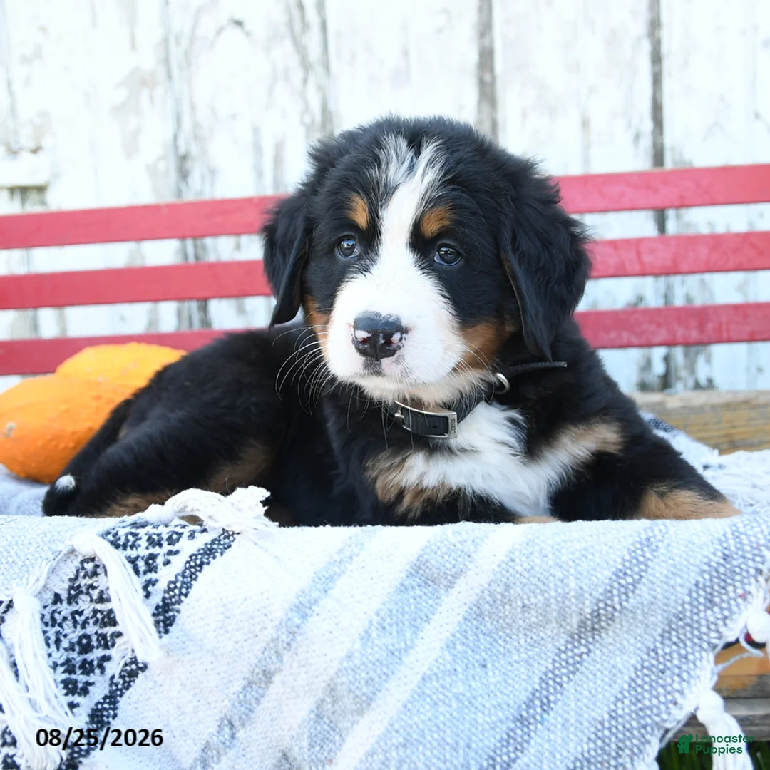 Bernese Mountain Dog dogs for sale: Amber - Ad 2