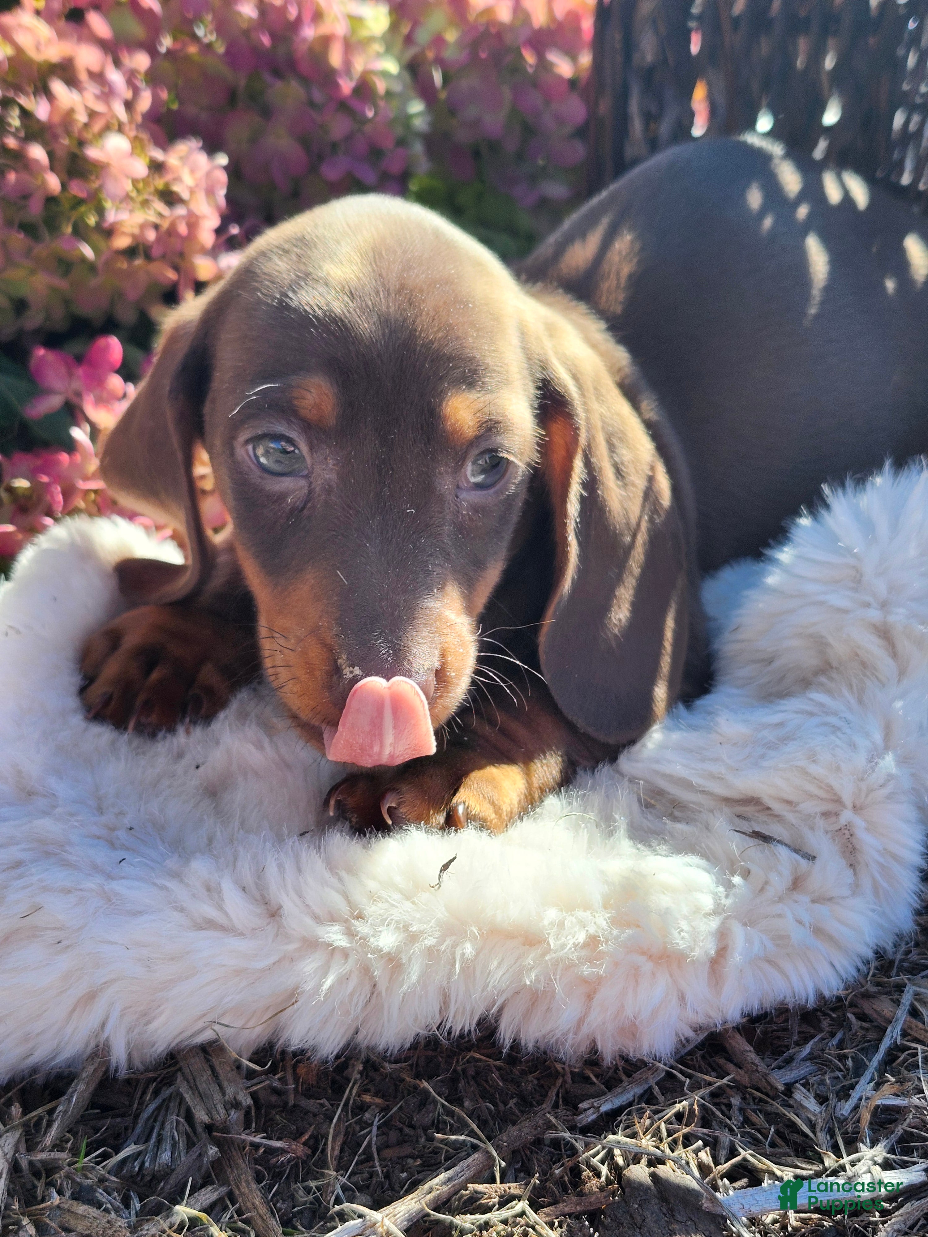 Cocoa (Dachshund, Male) in Lodi, NY