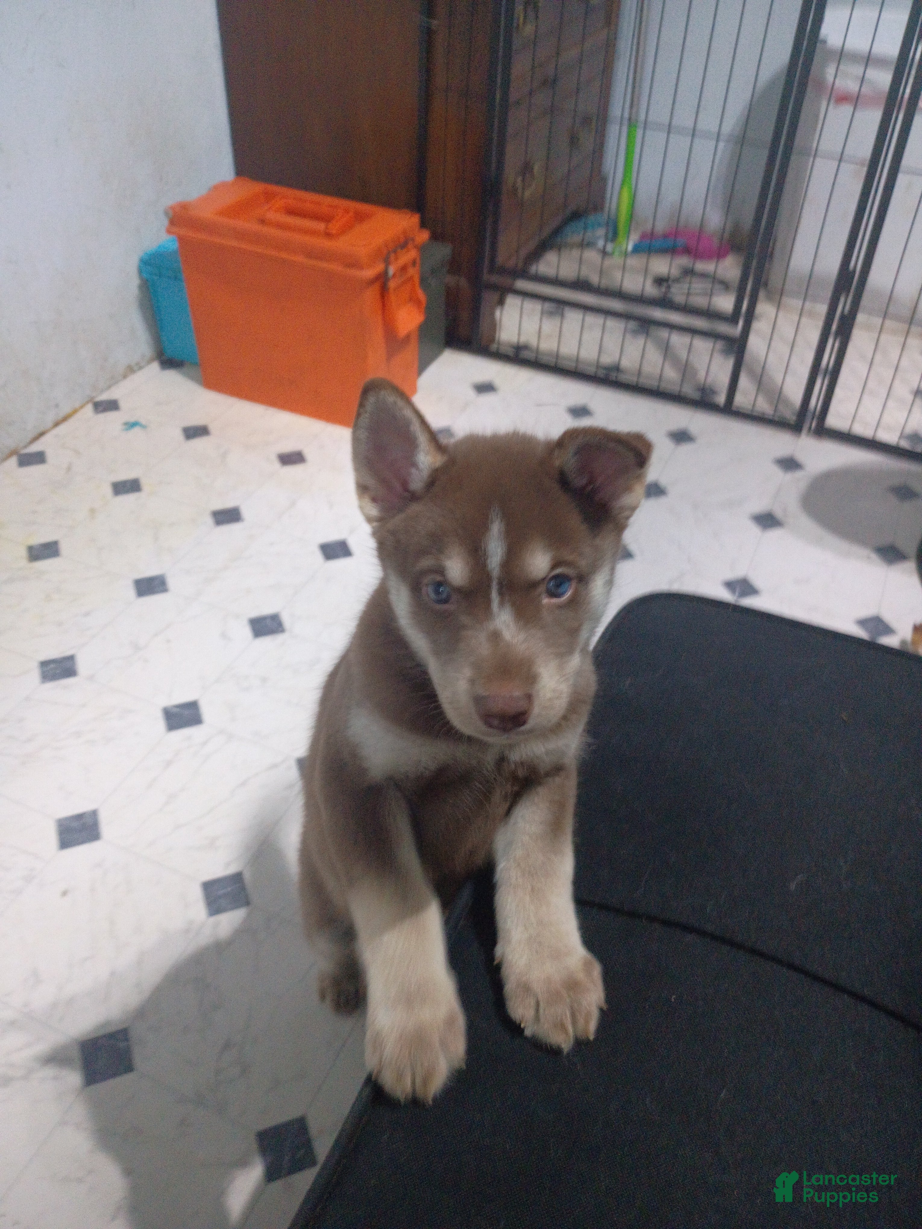 Siberian Husky dogs Red Collar 4th Born - Temp Name is Ruby - Ad 9