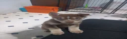 Siberian Husky dogs for sale: Red Collar 4th Born - Temp Name is Ruby - Ad 1