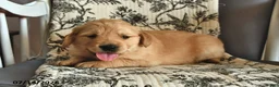 Mixed Breed dogs for sale: Teddy - Ad 5